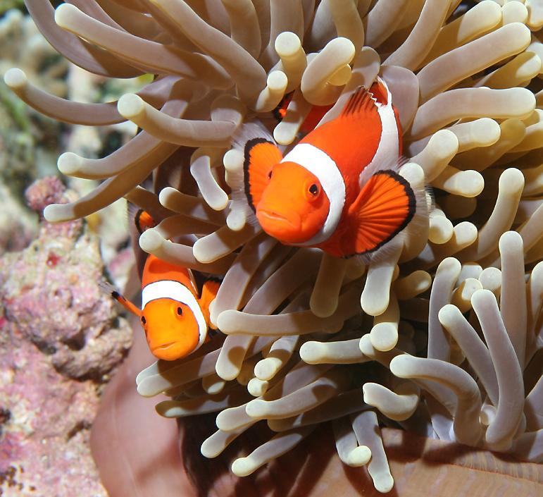 Pictures Of Clown Anemonefish - Free Clown Anemonefish pictures 