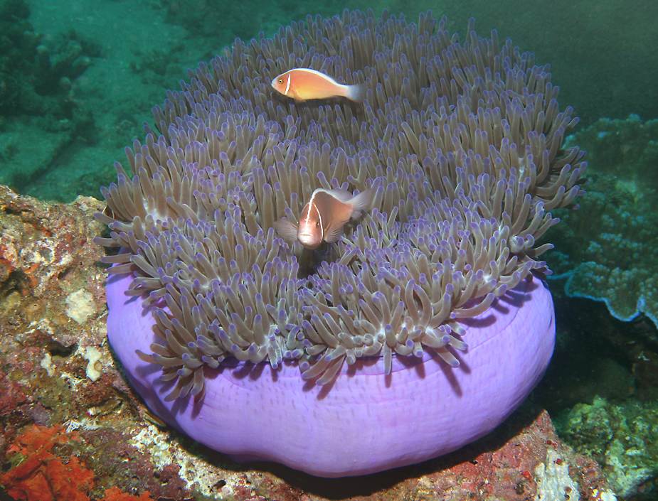 click here to open a new window with this photo in computer wallpaper format