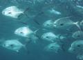 school of permit