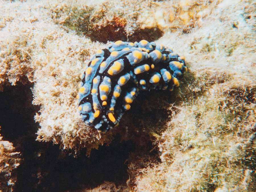 top view of Phyllidia Varicosa