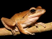 photographed in Alas Purwo national park, Java, using a Canon 5D camera and Canon 100mm f2.8 USM macro lens  (1/180th second, f22, ISO 200)