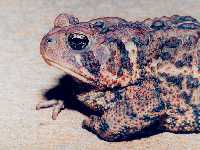 Bufo americanus photographed at Gurnee, northern Illinois