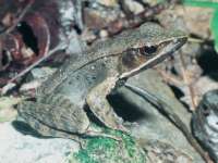 photographed at Arenal Falls in Costa Rica using a Pentax MZ-5 and Pentax 100mm f2.8 macro lens