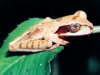 photographed at Arenal in Costa Rica using a Pentax MZ-5 and Pentax 100mm f2.8 macro lens