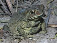 Bufo melanostictus photographed at the Jungle Beach resort near Nha Trang in December of 2004 using a Canon D60 digital camera and Canon 100mm f2.8 USM macro lens  (1/180th second, f22, ISO 100)