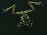 photographed in December of 2004 in Bach Ma National Park using a Canon D60 digital camera and Canon 100mm f2.8 USM macro lens (1/200th second, f13, ISO 100)