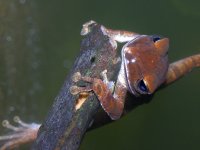 photographed in December of 2004 using a Canon D60 camera and Canon 100mm f2.8 USM macro lens  (1/200th second, f11, ISO 100)