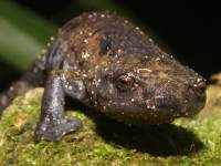 photographed in May of 2009 using a Canon 50D camera and Canon 100mm f2.8 USM macro lens  (1/250th second, f22, ISO 200)