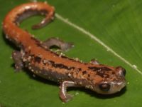 photographed in May of 2009 using a Canon 50D camera and Canon 100mm f2.8 USM macro lens  (1/250th second, f27, ISO 200)