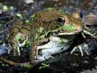 Rana clamitans photographed at Moraine Hills state park in Illinois using a Canon D60 camera and Canon 100mm f2.8 USM macro lens   (1/180th second, f13, ISO 100)