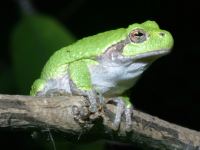 Hyla versicolor or Hyla chrysoscelis photographed in September of 2003 at Volo Bog, Illinois, using a Canon D60 digital camera and Canon 100mm f2.8 USM macro lens (1/200th second, f27, ISO 100)