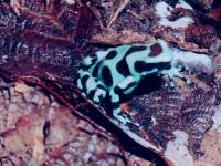 Dendrobates auratus