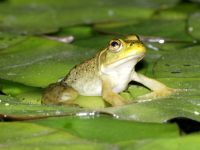 juvenile Rana catesbeiana photographed at Volo Bog, Illinois, in September of 2003 using a Canon 1Ds digital camera and Canon 100-400mm image stabilized lens set to 400mm  (1/250th second, f16, ISO 100)