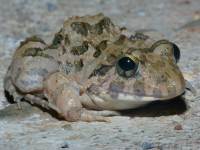 photographed in Cat Tien national park in December of 2004 using a Canon D60 camera and Canon 100mm f2.8 USM macro lens  (1/180th second, f32, ISO 100)