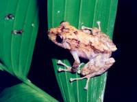 photographed at night in the Monteverde Cloud Forest using a Pentax MZ-5 and Pentax 100mm f2.8 macro lens
