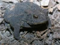 photographed in June of 2002 using a Canon D60 camera and Canon 100mm f2.8 USM macro lens  (1/180th second, f13, ISO 100)