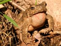 Bufo asper photographed at Phanom Bencha national park in December of 2007 using a Canon 5D camera and Canon 100mm f2.8 USM macro lens  (1/180th second, f22, ISO 200)
