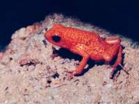 Dendrobates pumilio