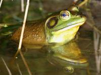 Rana catesbeiana photographed at Volo Bog in August of 2002 using a Canon D60 camera and Canon 100-400mm image stabilized lens set to 375mm   (1/200th second, f6.7, ISO 100)