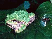 photographed in Southern Wisconsin using a Pentax MZ-5 and Pentax 100mm f2.8 macro lens