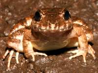 photographed in May of 2007 using a Canon 5D camera and Canon 100mm f2.8 USM macro lens  (1/180th second, f22, ISO 200)