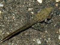 photographed in Tahquitz Canyon in the Californian desert near Palm Springs in July of 2005 using a Canon 1Ds camera and Canon 100mm f2.8 USM macro lens  (1/180th second, f16, ISO 100)