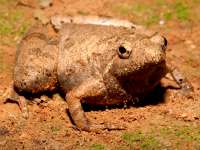 photographed in Taksin Maharat national park in November of 2007 using a Canon 5D camera and Canon 100mm f2.8 USM macro lens  (1/180th second, f27, ISO 200)