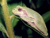 Hyla chrysoscelis photographed at Volo Bog, Illinois, using a Pentax MZ-5 camera and Pentax 100mm f2.8 macro lens