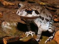 Leptobrachium hendricksoni photographed at night in Erawan national park in November of 2007 using a Canon 5D camera and Canon 100mm f2.8 USM macro lens  (1/200th second, f27, ISO 200)