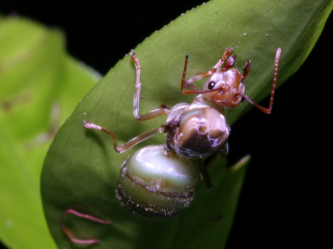 Australian Ants Pictures