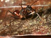 Camponotus gigas photographed in June of 2008 using a Canon 5D camera and Canon 100mm f2.8 USM macro lens  (1/180th second, f19, ISO 200)