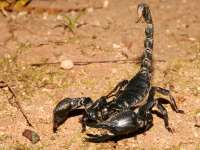 Heterometrus spinifer photographed in December of 2007 using a Canon 5D camera and Canon 100mm f2.8 USM macro lens  (1/180th second, f22, ISO 200)