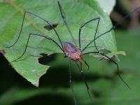 photographed in August of 2003 using a Canon D60 camera and Canon 100mm f2.8 USM macro lens  (1/180th second, f19, ISO 100)