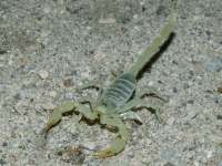 Smeringurus mesaensis photographed in Palm Springs at the end of August 2004 using a Canon 1Ds digital camera and Canon 100mm f2.8 USM macro lens  (1/180th second, f32, ISO 100)