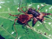 Hernandria spinosa photographed at night at Monteverde using a Pentax PZ-1 camera and Pentax 100mm f2.8 macro lens