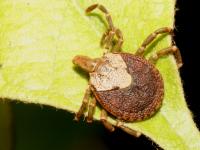 photographed at Alas Purwo national park using a Canon 5D camera and Canon 100mm f2.8 USM macro lens  (1/180th second, f22, ISO 200)