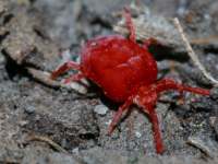 Trombidium sp photographed at Moraine Hills State Park, Illinois, on May 26 2003 using a Canon D60 digital camera, Canon 100mm f2.8 USM macro lens and stacked Kenko 36mm, 20mm and 12mm extension tubes