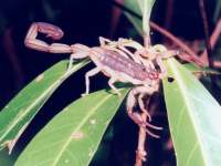 Centruroides bicolor or Centruroides margaritatus