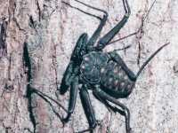 photographed at Palo Verde in January of 2002 using a Pentax MZ-5 camera and Pentax 100mm f2.8 macro lens