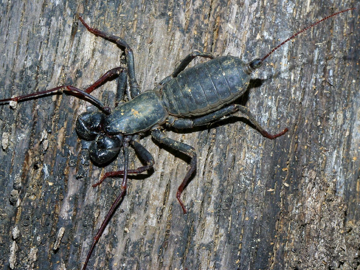 Arachnids Scorpions | Wallpapers Gallery