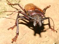 Dorysthenes buqueti photographed in December of 2007 using a Canon 5D camera and Canon 100mm f2.8 USM macro lens  (1/180th second, f19, ISO 200)