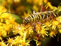 an ant attacking a Megacyllene robiniae, photographed at Chain O' Lakes state park in Northern Illinois during September of 2003 using a Canon D60 digital camera and Canon 100mm f2.8 USM macro lens  (1/200th second, f22, ISO 100)