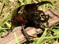 Chalcosoma atlas photographed in Northern Sulawesi in May of 2007 using a Canon 5D camera and Canon 100mm f2.8 USM macro lens (1/180th second, f19, ISO 200)