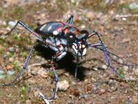 Cicindela aurulenta photographed in May of 2007 using a Canon 20D camera and Canon 100mm f2.8 USM macro lens (1/180th second, f27, ISO 200)