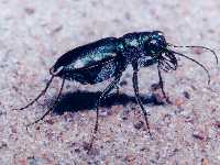 Cicindela scutellaris lecontei