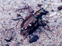 Cicindela scutellaris lecontei