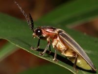photographed in May of 2009 using a Canon 50D camera and Canon 100mm f2.8 USM macro lens  (1/250th second, f22, ISO 200)
