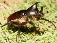 Xylotrupes gideon photograph on Pulau Lembeh in May of 2007 using a Canon 5D camera and Canon 100mm f2.8 USM macro lens  (1/180th second, f16, ISO 200)