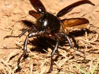 Xylotrupes gideon photographed in May of 2007 using a Canon 5D camera and Canon 100mm f2.8 USM macro lens  (1/180th second, f22, ISO 200)
