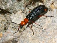 photographed at the Coachella Valley Preserve in southern California in April of 2004 using a Canon D60 digital camera and Canon 100mm f2.8 USM macro lens  (1/200th second, f27, ISO 200)
